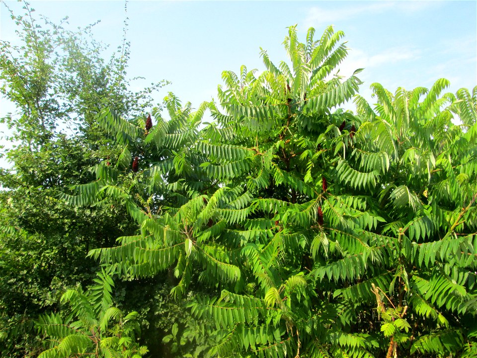Essigbaum (Rhus typhina) - invasiv an der A6 im Almet in Sankt Arnual