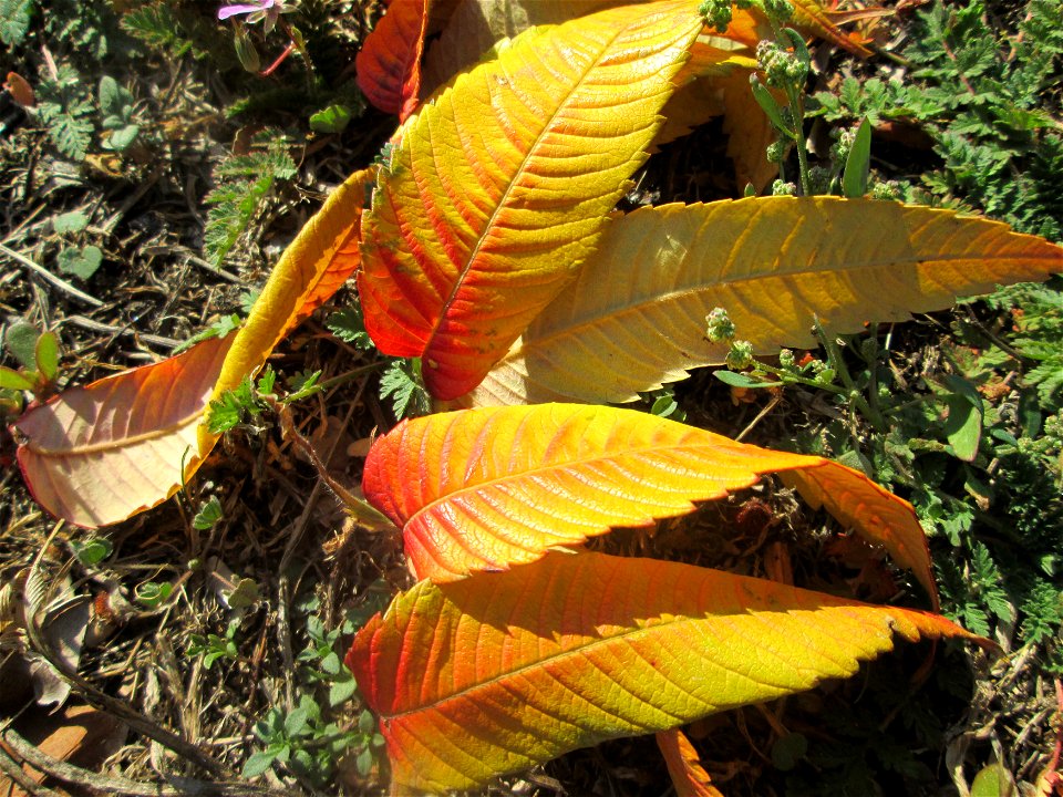 Herabgefallene Blätter vom Essigbaum (Rhus typhina) in Hockenheim - Ursprung: östliches Nordamerika, schon um 1620 in Europa eingeführt