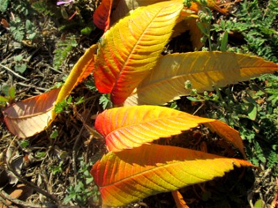 Herabgefallene Blätter vom Essigbaum (Rhus typhina) in Hockenheim - Ursprung: östliches Nordamerika, schon um 1620 in Europa eingeführt