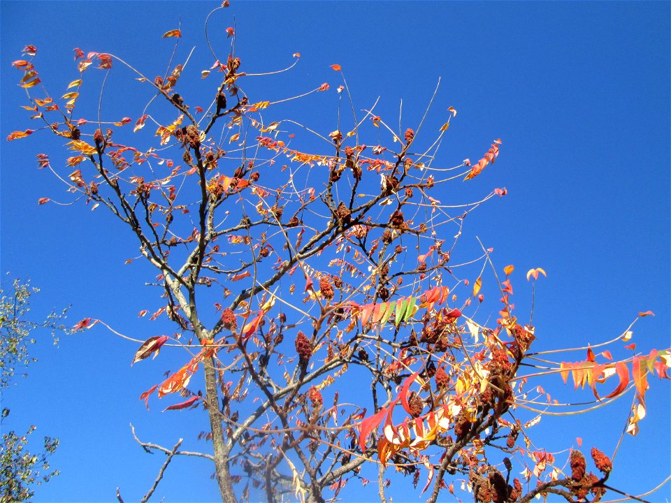 Essigbaum (Rhus typhina) in Hockenheim - Ursprung: östliches Nordamerika, schon um 1620 in Europa eingeführt