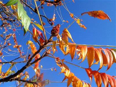 Essigbaum (Rhus typhina) in Hockenheim - Ursprung: östliches Nordamerika, schon um 1620 in Europa eingeführt photo