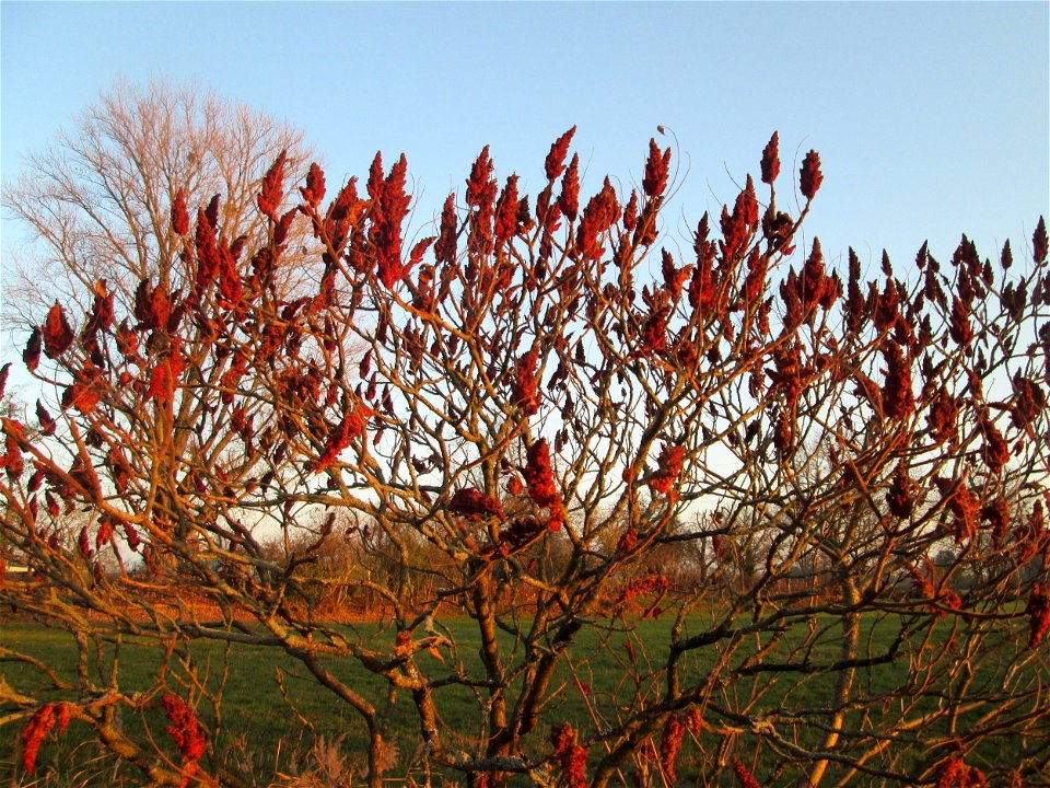 Essigbaum (Rhus typhina) in den Kisselwiesen bei Reilingen - Ursprung: östliches Nordamerika, schon um 1620 in Europa eingeführt