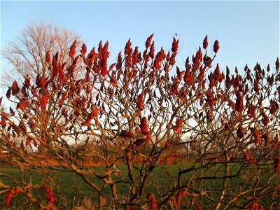 Essigbaum (Rhus typhina) in den Kisselwiesen bei Reilingen - Ursprung: östliches Nordamerika, schon um 1620 in Europa eingeführt