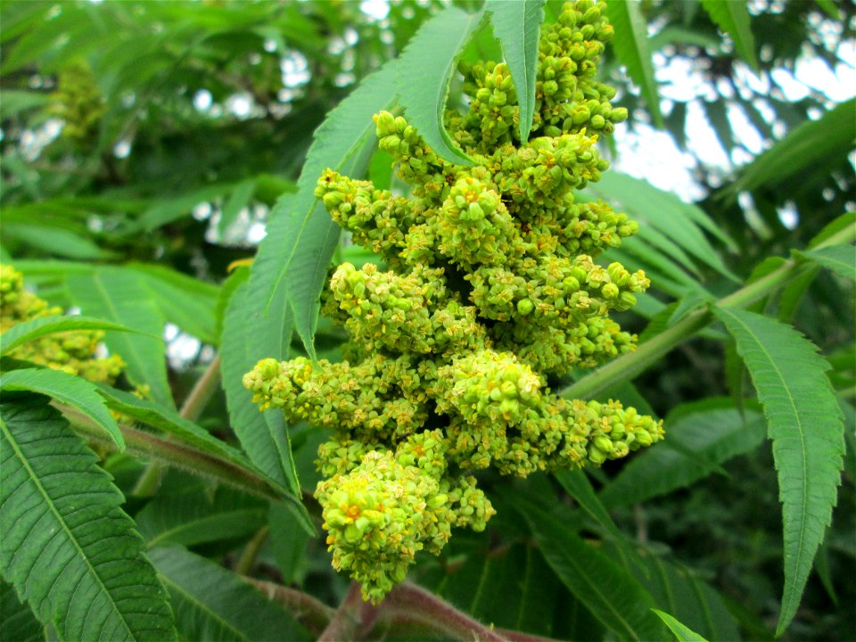 Essigbaum (Rhus typhina) in einem Garten in Hockenheim