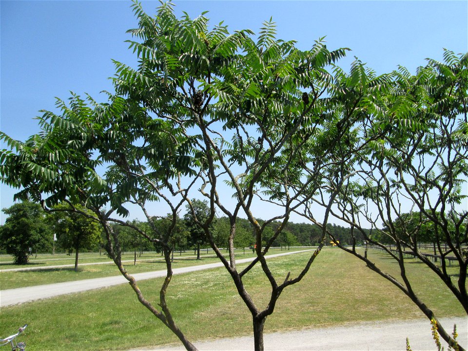 Essigbaum (Rhus typhina) an einer Parkplatzwiese in in Hockenheim