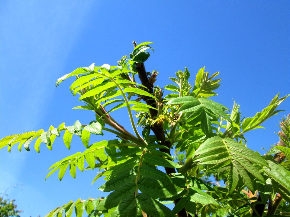 Essigbaum (Rhus typhina) in  einem aufgelassenem Schrebergarten in Brebach