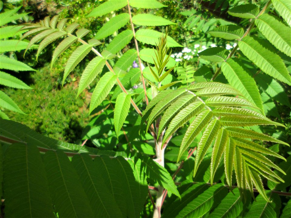 Essigbaum (Rhus typhina) in  einem aufgelassenem Schrebergarten in Brebach