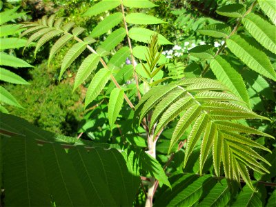 Essigbaum (Rhus typhina) in  einem aufgelassenem Schrebergarten in Brebach