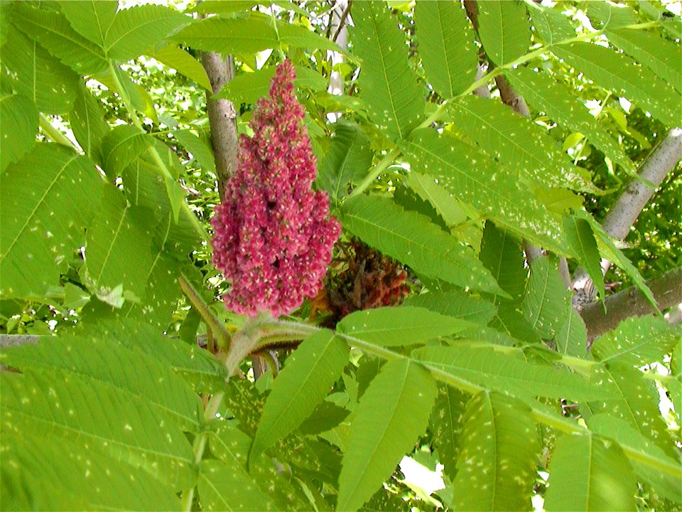 Velocicaptor Maturing fruit of Rhus typhina photo