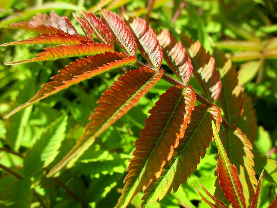 Junger Essigbaum (Rhus typhina) in Ensheim