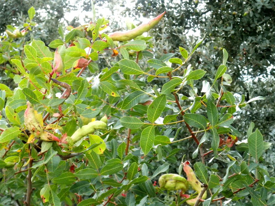 Pistacia terebinthus "Goat-Horn" galls close up, Dehesa Boyal de Puertollano, Spain