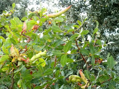 Pistacia terebinthus "Goat-Horn" galls close up, Dehesa Boyal de Puertollano, Spain