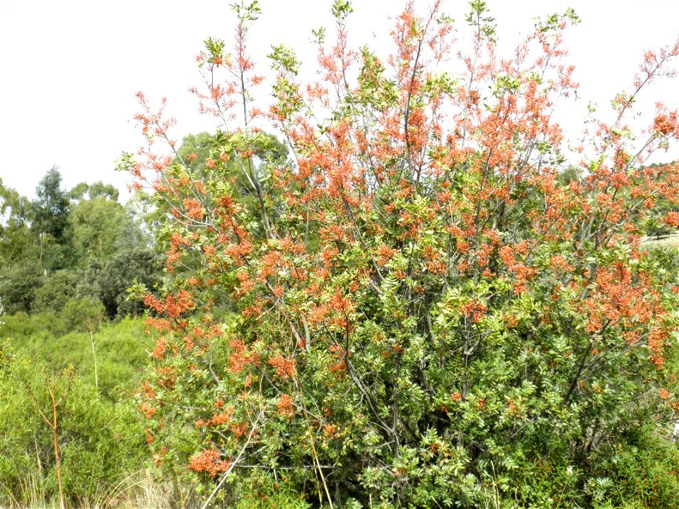 Pistacia terebinthus habit, Dehesa Boyal de Puertollano, Spain