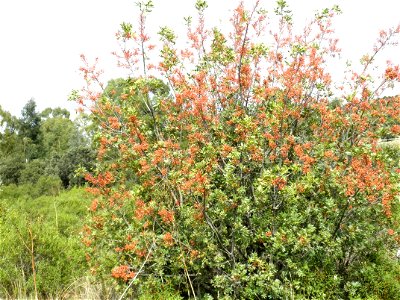 Pistacia terebinthus habit, Dehesa Boyal de Puertollano, Spain photo