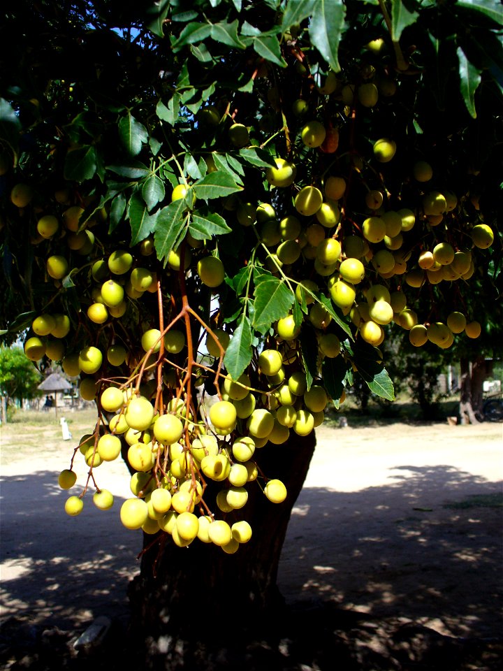Wild seringa with fruit, Zimbabwe