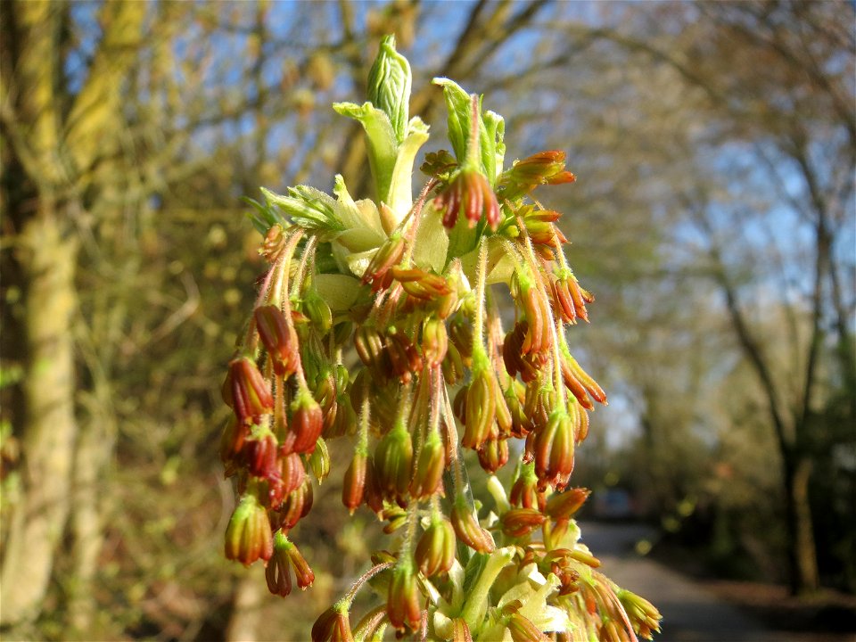 Eschen-Ahorn (Acer negundo) im Hockenheimer Rheinbogen