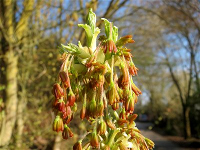 Eschen-Ahorn (Acer negundo) im Hockenheimer Rheinbogen