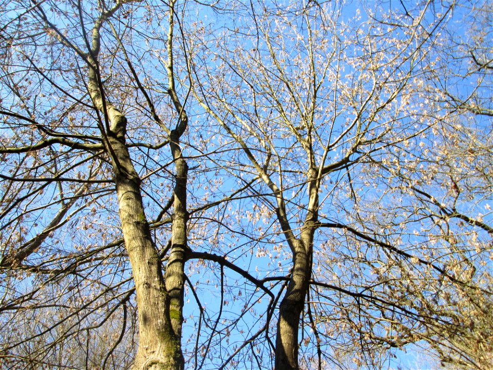 Eschen-Ahorn (Acer negundo) im Naturschutzgebiet „Bei der Silberpappel“ im Waldpark Mannheim, ursprünglich aus Nordamerika, gedeiht hier in Auenwäldern im Querco-Ulmetum aus dem Verband Alno-Ulmion