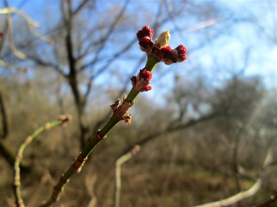 Eschen-Ahorn (Acer negundo) im Naturschutzgebiet „Bei der Silberpappel“ im Waldpark Mannheim, ursprünglich aus Nordamerika, gedeiht hier in Auenwäldern im Querco-Ulmetum aus dem Verband Alno-Ulmion