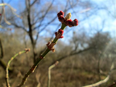 Eschen-Ahorn (Acer negundo) im Naturschutzgebiet „Bei der Silberpappel“ im Waldpark Mannheim, ursprünglich aus Nordamerika, gedeiht hier in Auenwäldern im Querco-Ulmetum aus dem Verband Alno-Ulmion