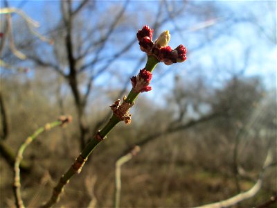 Eschen-Ahorn (Acer negundo) im Naturschutzgebiet „Bei der Silberpappel“ im Waldpark Mannheim, ursprünglich aus Nordamerika, gedeiht hier in Auenwäldern im Querco-Ulmetum aus dem Verband Alno-Ulmion photo