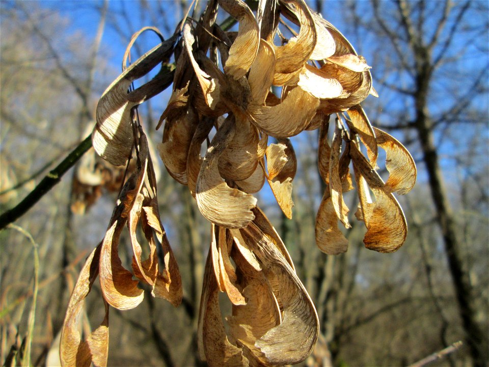 Eschen-Ahorn (Acer negundo) im Naturschutzgebiet „Bei der Silberpappel“ im Waldpark Mannheim, ursprünglich aus Nordamerika, gedeiht hier in Auenwäldern im Querco-Ulmetum aus dem Verband Alno-Ulmion