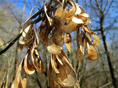Eschen-Ahorn (Acer negundo) im Naturschutzgebiet „Bei der Silberpappel“ im Waldpark Mannheim, ursprünglich aus Nordamerika, gedeiht hier in Auenwäldern im Querco-Ulmetum aus dem Verband Alno-Ulmion