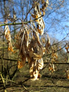 Eschen-Ahorn (Acer negundo) im Naturschutzgebiet „Bei der Silberpappel“ im Waldpark Mannheim, ursprünglich aus Nordamerika, gedeiht hier in Auenwäldern im Querco-Ulmetum aus dem Verband Alno-Ulmion