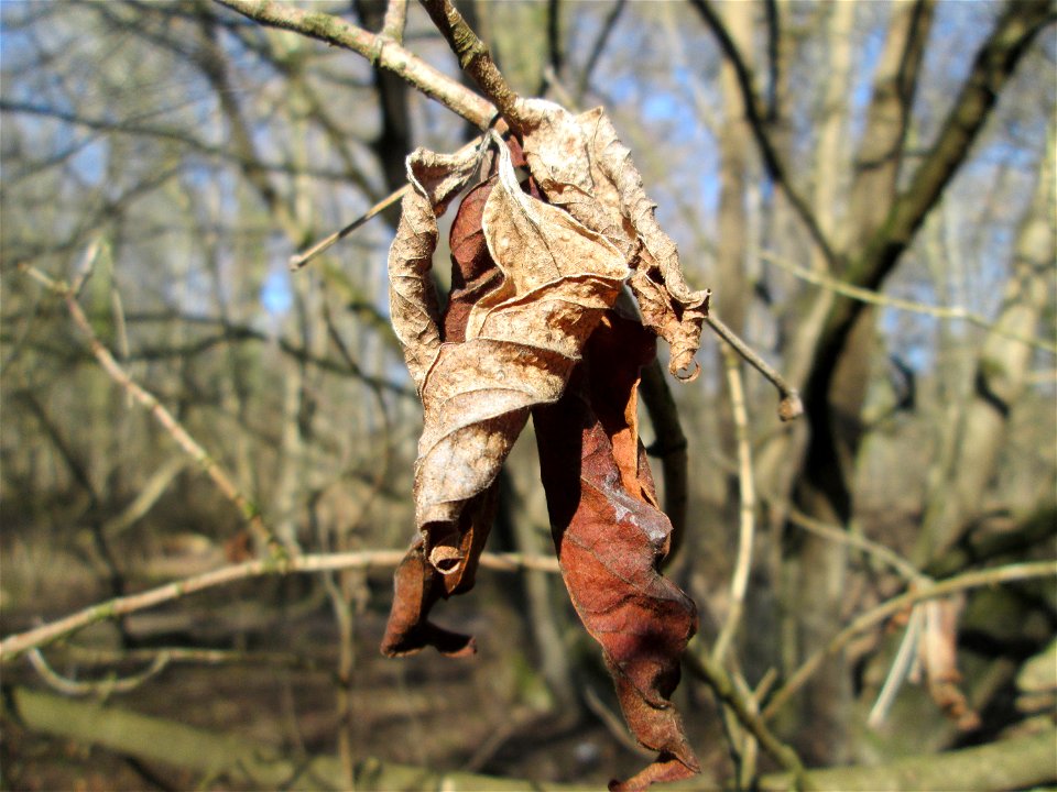 Eschen-Ahorn (Acer negundo) im Naturschutzgebiet „Bei der Silberpappel“ im Waldpark Mannheim, ursprünglich aus Nordamerika, gedeiht hier in Auenwäldern im Querco-Ulmetum aus dem Verband Alno-Ulmion