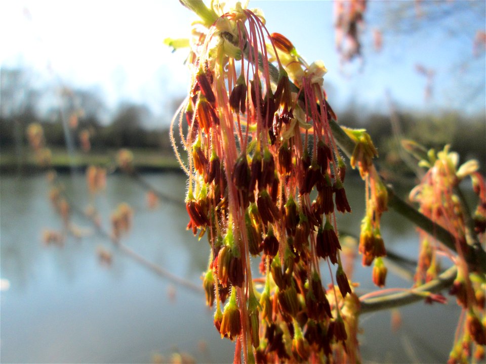 Blühendes Eschen-Ahorn (Acer negundo) an der Saar im Naturschutzgebiet "St. Arnualer Wiesen"