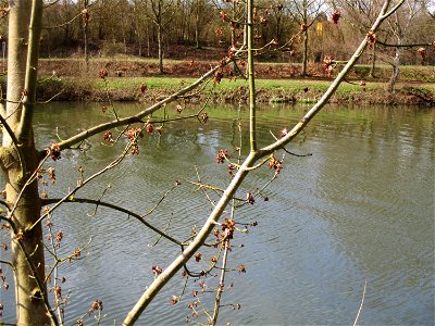 Blühendes Eschen-Ahorn (Acer negundo) an der Saar im Naturschutzgebiet "St. Arnualer Wiesen"
