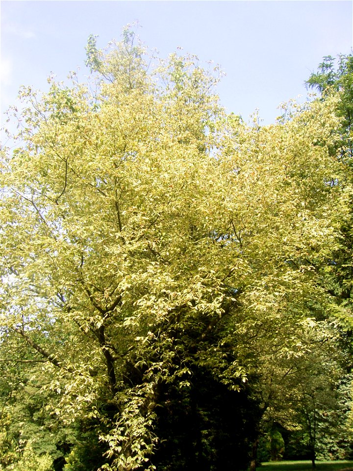 This photo shows Acer negundo