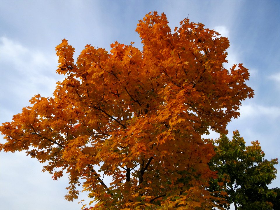 Spitzahorn (Acer platanoides) bei Oftersheim
