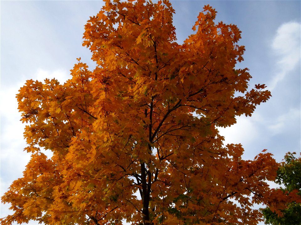 Spitzahorn (Acer platanoides) bei Oftersheim photo