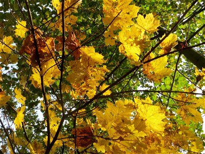 Spitzahorn (Acer platanoides) im Schwetzinger Hardt photo