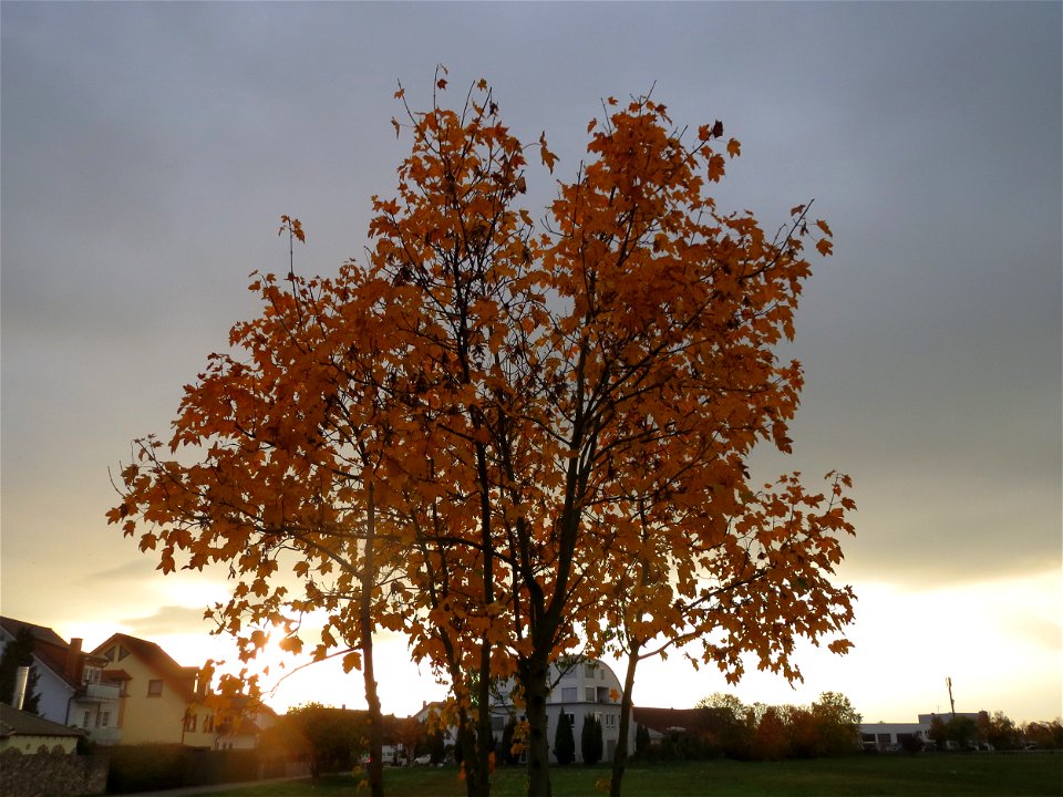 Spitzahorn (Acer platanoides) in Hockenheim