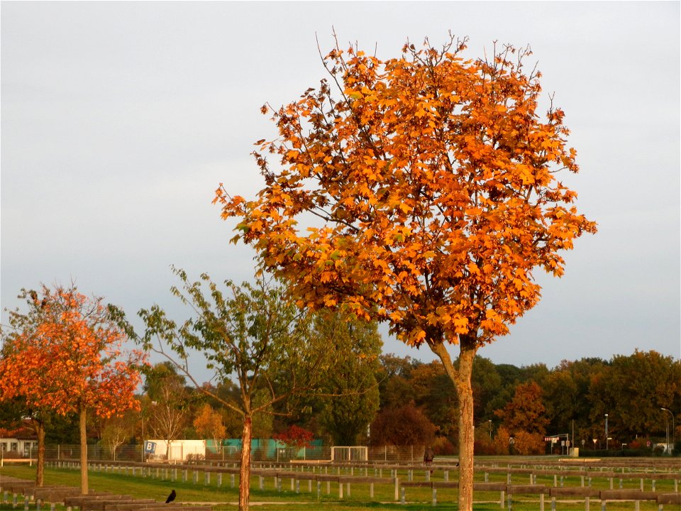 Spitzahorn (Acer platanoides) in Hockenheim