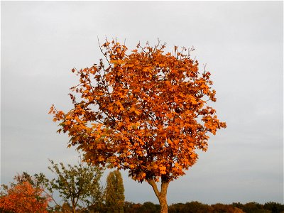 Spitzahorn (Acer platanoides) in Hockenheim
