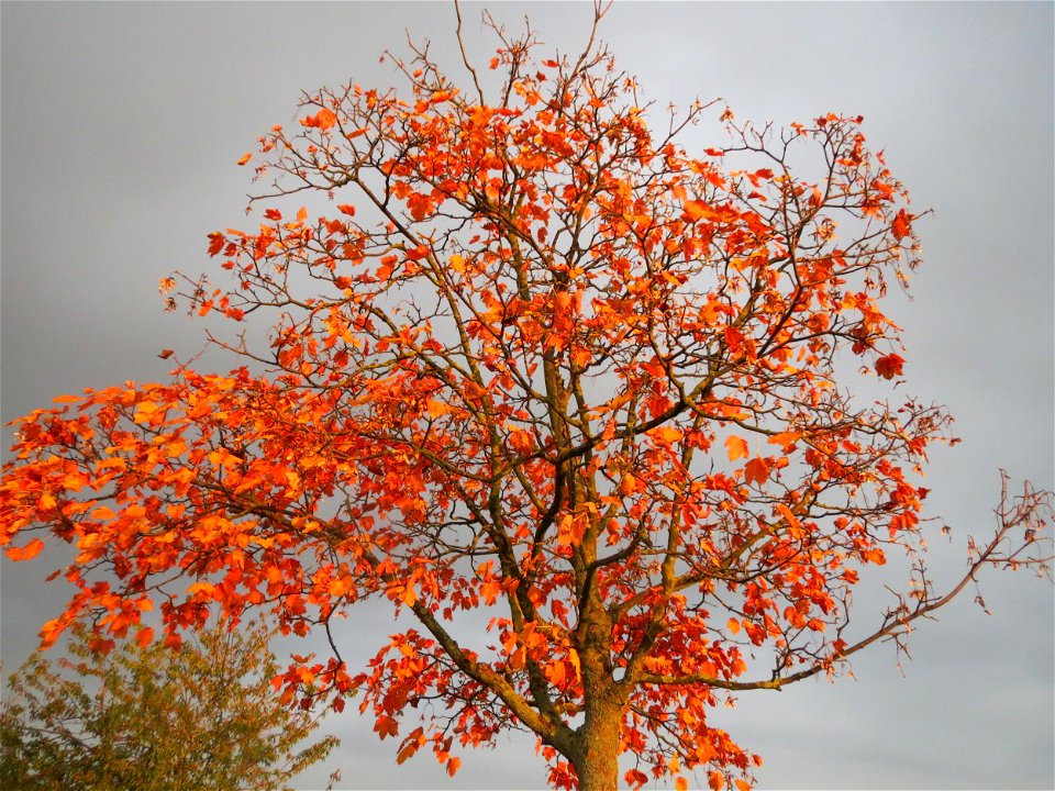 Spitzahorn (Acer platanoides) in Hockenheim