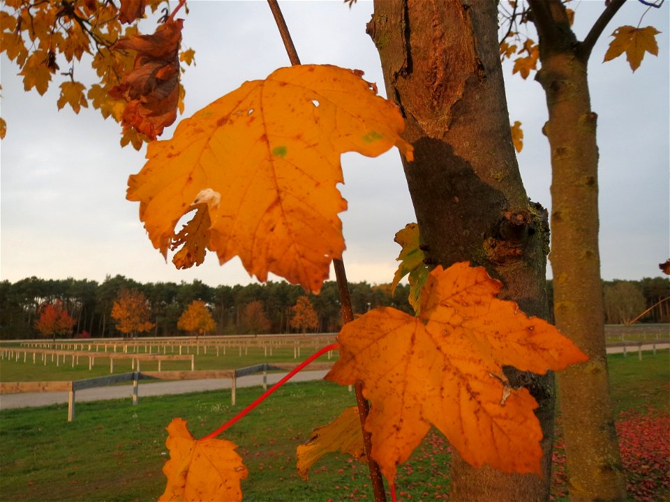 Spitzahorn (Acer platanoides) in Hockenheim