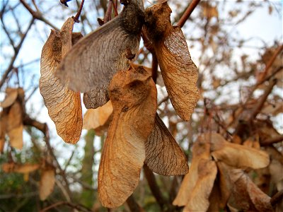 Spitzahorn (Acer platanoides) in Hockenheim photo