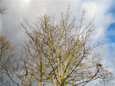 Spitzahorn (Acer platanoides) in Hockenheim photo