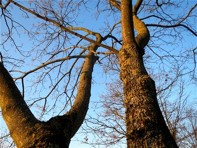 Spitzahorn (Acer platanoides) im Landesgartenschaupark Hockenheim