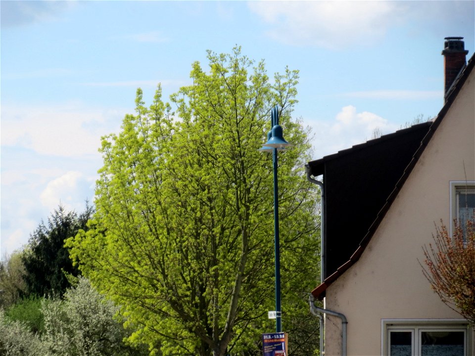 Spitzahorn (Acer platanoides) in Hockenheim