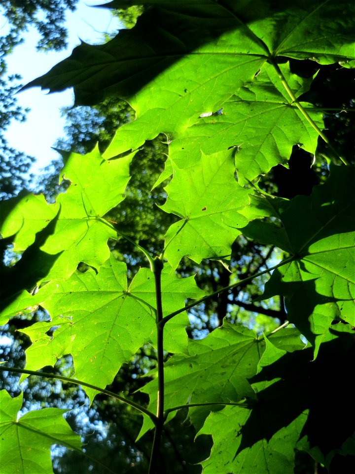 Spitzahorn (Acer platanoides) im Rodenhoferdell in Alt-Saarbrücken