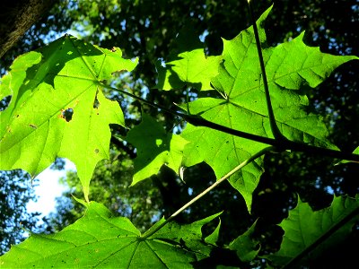 Spitzahorn (Acer platanoides) im Rodenhoferdell in Alt-Saarbrücken