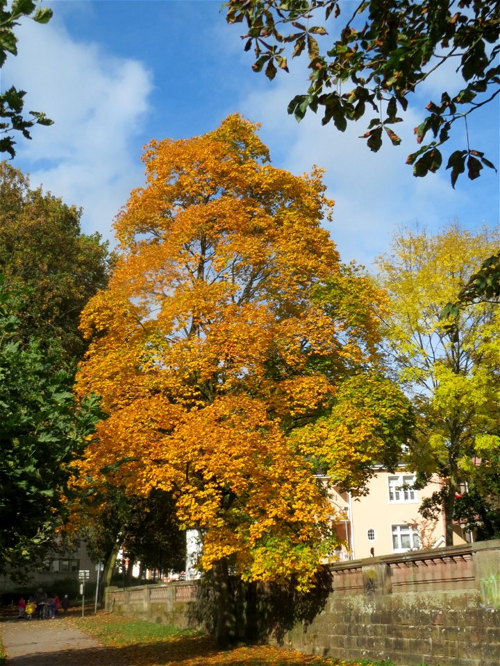 Spitzahorn (Acer platanoides) am Staden in Saarbrücken