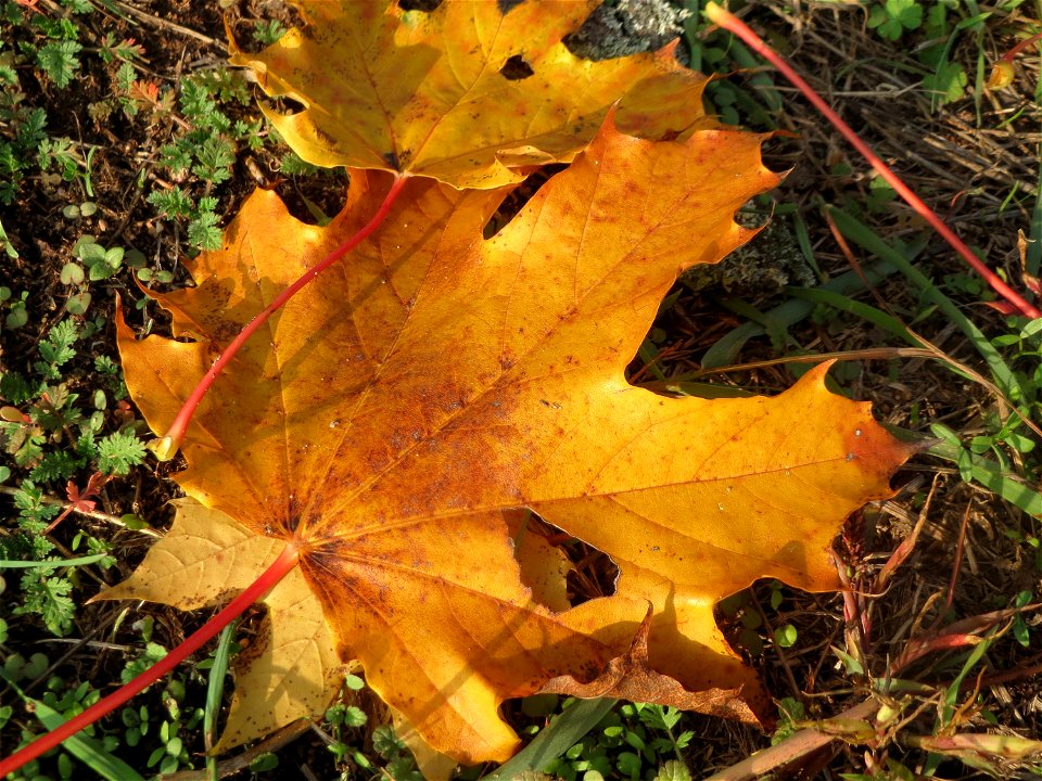 Spitzahorn (Acer platanoides) in Hockenheim