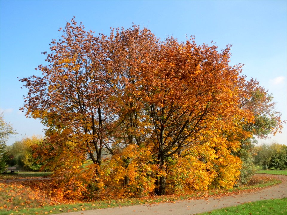 Spitzahorn (Acer platanoides) bei Reilingen