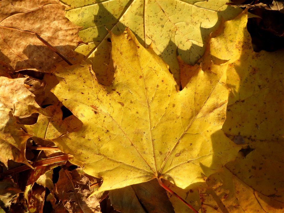 Spitzahorn (Acer platanoides) im St. Johanner Stadtwald